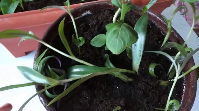 Комнатные цветы в мае смотреть онлайн