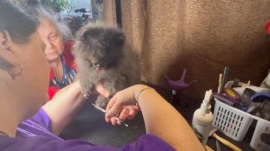 Подстригаем ушки и лапки шпицу