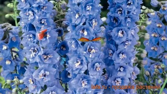 Дельфиниум гибридный Мэджик Фонтейн Дак Блю-Вайт ? обзор: как сажать, рассада, саженцы дельфиниума смотреть онлайн