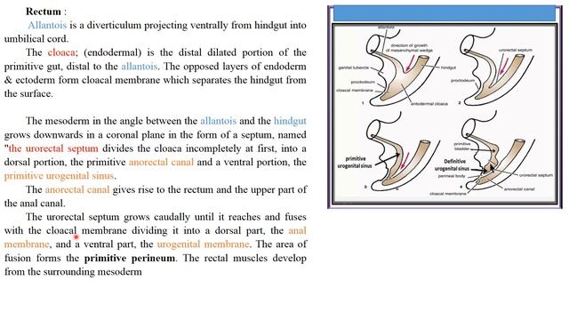 L 5 Embryology , Development of Hindgut , GIT 2 Module смотреть онлайн