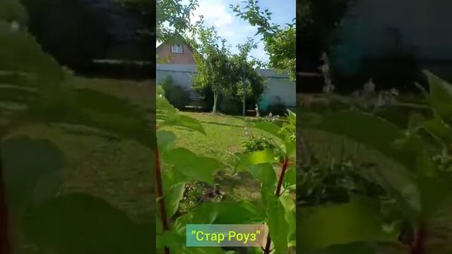 "Стар Роуз" Гортензия Метельчатая 06.08.22г. #наташинИсерёжинСАД смотреть онлайн