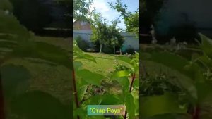 "Стар Роуз" Гортензия Метельчатая 06.08.22г. #наташинИсерёжинСАД