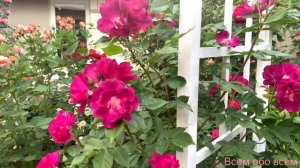 Роза Найт Оул ( Rose Night Owl ) Ночная совушка)) г.Киев 6.07.2022 г.