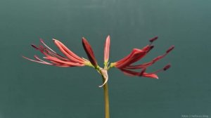 Red Spider Lily [Lycoris Radiata] Blooming Timelapse 8K 60fps