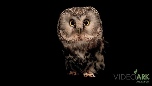 A European Tengmalm’s owl (Aegolius funereus funereus) at ICBP. смотреть онлайн