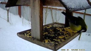 Птицы на зимней кормёжке