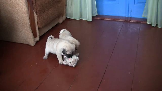 Мопсята смотреть онлайн