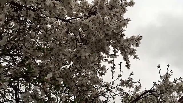 Самарканд. Когда зацветает миндаль ... смотреть онлайн