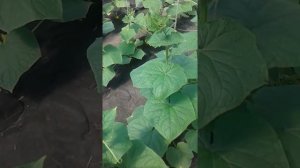 Заела тля, болезни и хлороз огурцов?!Вылечим за 1 раз.