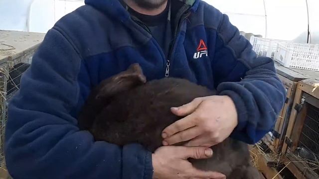 Как покрыть самку. Помогаем крольчихи.  Вместе мы сила.