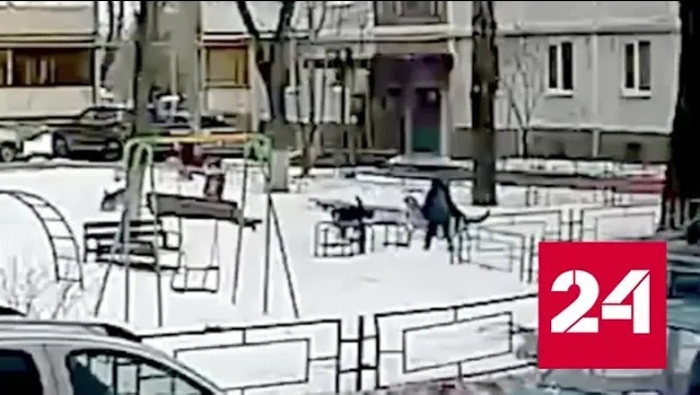 Школьник отбился от атаковавшей его стаи бродячих собак - Россия 24