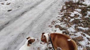 Встретили с амстаффом рабочего джек рассел терьера