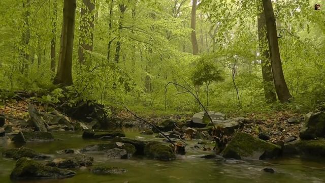Прогулка по лесу& Релакс музыка& Alexander Nakarada   Forest Walk&