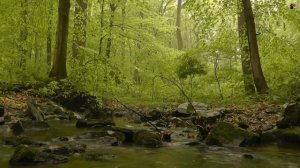 Прогулка по лесу& Релакс музыка& Alexander Nakarada Forest Walk&