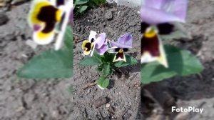 Виола Швецарские гиганты. Цветение