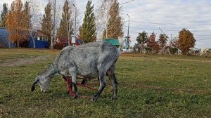 козы