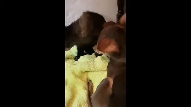 Алекса бурый капуцин.Борьба с поводком. смотреть онлайн