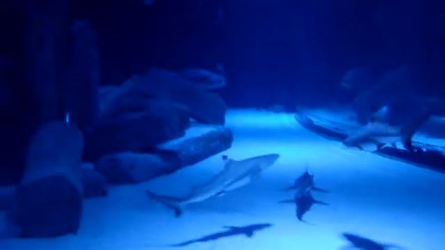 Рыба-молот и другие акулы смотреть онлайн