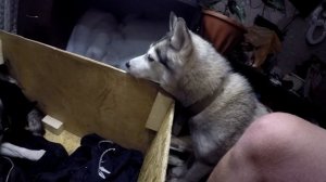 Хаски рожает. Щенки хаски