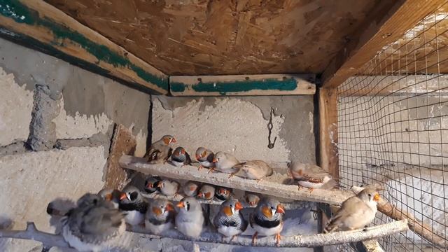 зебровая амадина // секреты разведения..часть-3...the Finch // the secrets of breeding смотреть онлайн