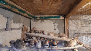 зебровая амадина // секреты разведения..часть-3...the Finch // the secrets of breeding