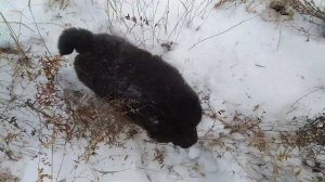 Прогулка за оградой. Знакомство со взрослыми собаками.