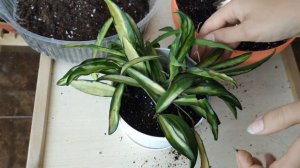 Новые хойи в моей коллекции. Хойя Кримсон Квин, Публикалис Сплеш, Вайети Вариегатная, Лиза Аустрали