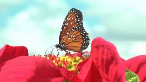 Цветы, природа и бабочки под красивую музыку. Красивые бабочки порхают над цветами (часть 3)