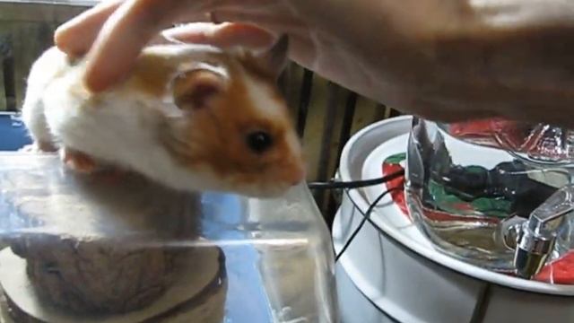 Флаффи Флауэ Масяня - мама Р-4 (♎) смотреть онлайн