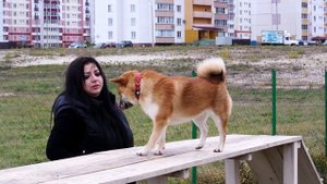 ШИБА ИНУ (СИБА ИНУ): особенности содержания, характер, воспитание, выбор щенка, отзывы