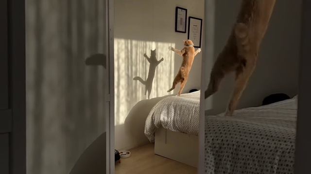 Красивое шоу кота