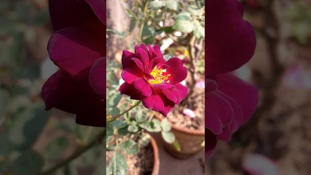 Midnight Blue Rose-Unique Rose verity || Rose Gardening Idea|| Rose Gardening #Shorts