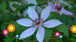 Клематис обыкновенный. Краткий обзор, описание характеристик, где купить саженцы clematis sp.