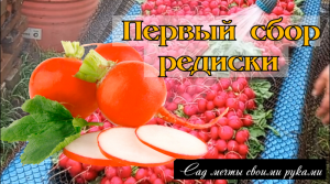 Первый сбор редиски \ Редис на продажу \ Тепличный бизнес с нуля