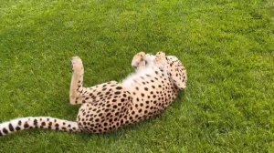 Что делает гепард в жаркий день? Как Герда спасается от жары