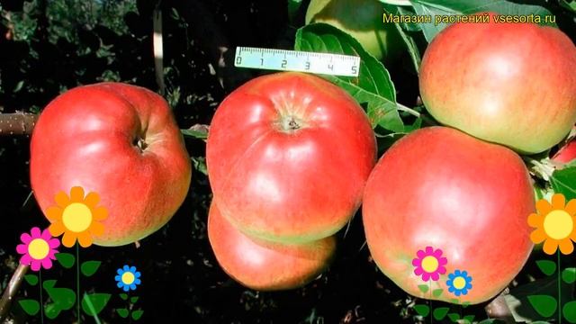 Яблоня Флагман. Краткий обзор, описание характеристик, где купить саженцы malus domestica Flagman смотреть онлайн