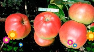 Яблоня Флагман. Краткий обзор, описание характеристик, где купить саженцы malus domestica Flagman