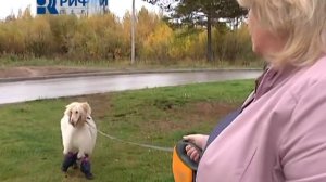 О любимых   Афганская борзая