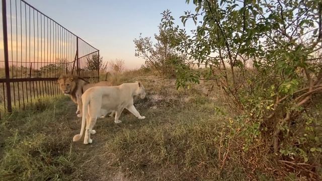 Гирей стережет СВОЮ ЛЬВИЦУ ! смотреть онлайн