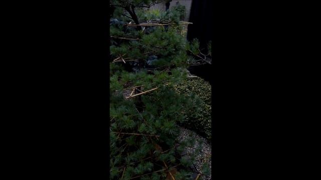 Sosna wejmutka (Pinus strobus/ Weymouth pine) смотреть онлайн