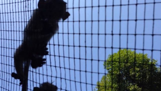 мартыша смотреть онлайн