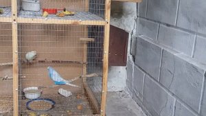 Размножение попугаев, кладка яиц, птенцы