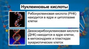 Органические вещества клетки. Видеоурок по биологии 9 класс