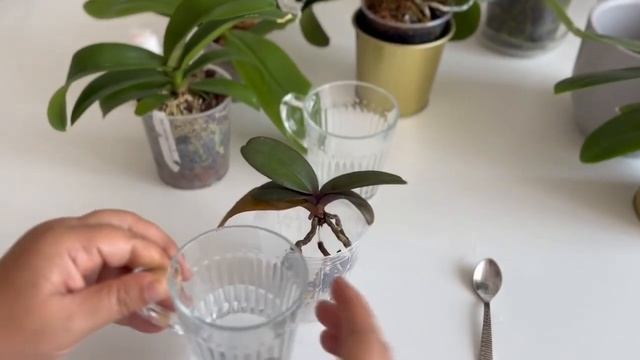 İnanılmaz ! Orkide Köklerini Böyle ÇILDIRTAN bir Yöntem Daha YOK ⁉️Sonuç Şaşırtıcı? смотреть онлайн