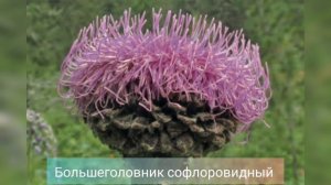 Красная книга Республики Алтай. Краснокнижные растения