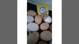 Инкубация куриных яиц. 19-22 день. Пробная, инкубатор "Идеальная наседка" на 63 яица.