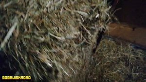 Как я сено в тюках продавал