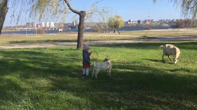 Вероника в мире животных) (Богомоловы в деле) смотреть онлайн