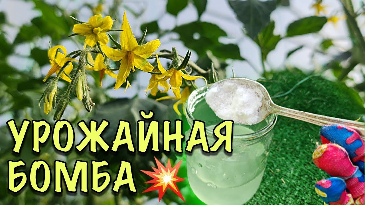 УРОЖАЙНАЯ БОМБА! Подкормите ЭТИМ ТОМАТЫ и соберёте В ТРИ РАЗА БОЛЬШЕ урожай!