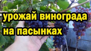 Урожай винограда на пасынках